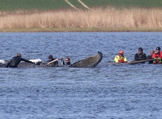 Buckelwal vor Ostseeinsel Poel in Frachtkahn geschwommen - Weitertransport geplant