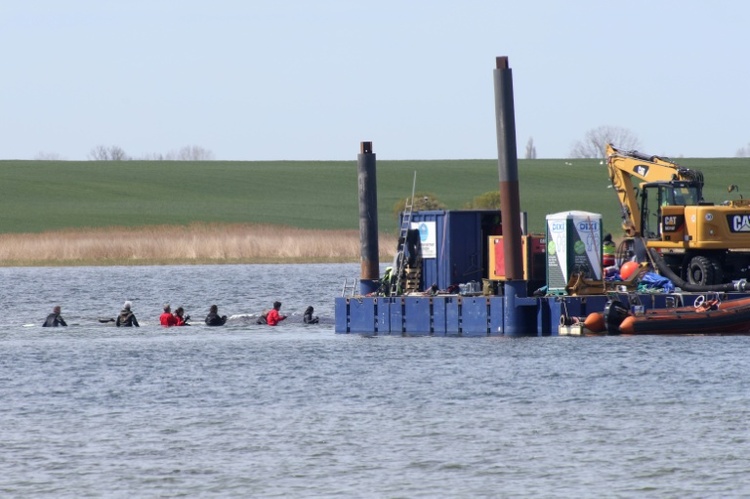 Transport in Richtung Nordsee geplant: Buckelwal in Frachtkahn geschwommen