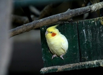 Papagei büxt in Nordrhein-Westfalen aus und fliegt in fremde Wohnung