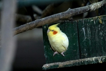 Papagei büxt in Nordrhein-Westfalen aus und fliegt in fremde Wohnung