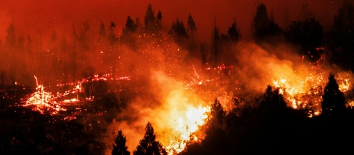 Studie: Zerstörung tropischer Regenwälder 2025 nach Rekordjahr leicht zurückgegangen