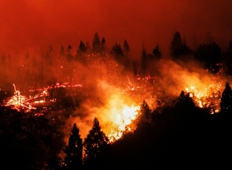 Studie: Zerstörung tropischer Regenwälder 2025 nach Rekordjahr leicht zurückgegangen