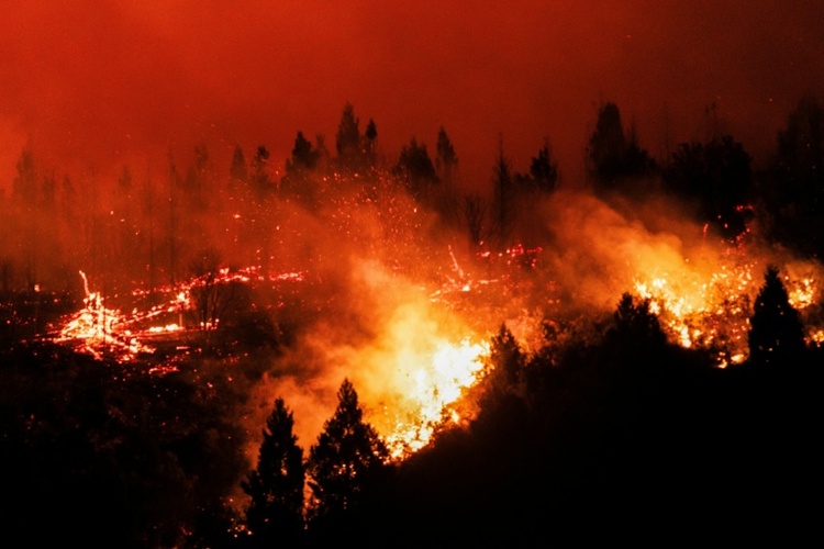 Studie: Zerstörung tropischer Regenwälder 2025 nach Rekordjahr leicht zurückgegangen