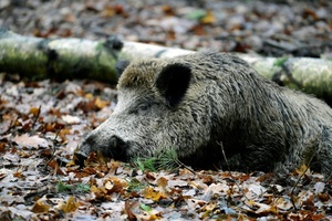 Anhänger mit acht Wildschweinkadavern auf Wanderparkplatz: Polizei ermittelt