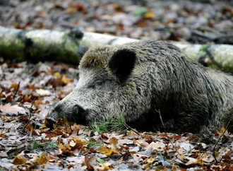 Anhänger mit acht Wildschweinkadavern auf Wanderparkplatz: Polizei ermittelt