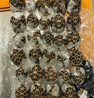 Reisende mit 30 Schildkröten unter der Kleidung am Bangkoker Flughafen erwischt
