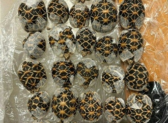 Reisende mit 30 Schildkröten unter der Kleidung am Bangkoker Flughafen erwischt