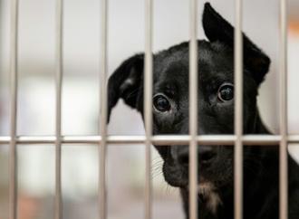 Gericht: Mangelhaft gehaltene Hunde dürfen von Amts wegen verkauft werden