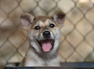 Tierschützer: Illegaler Heimtierhandel nimmt zu - Hunde am häufigsten gehandelt