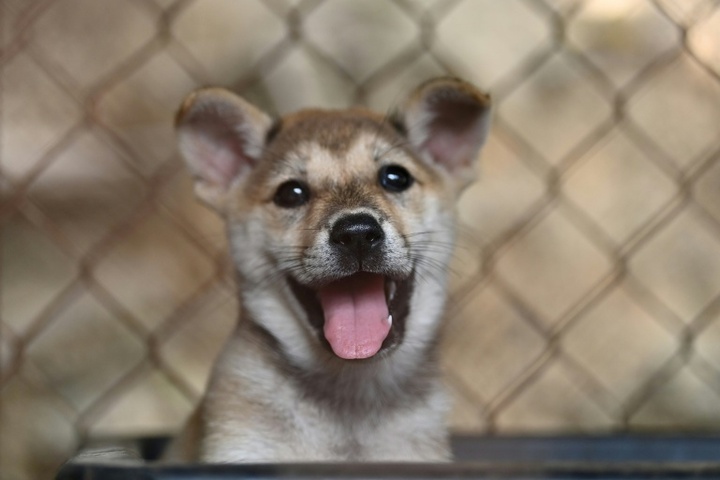 Tierschützer: Illegaler Heimtierhandel nimmt zu - Hunde am häufigsten gehandelt