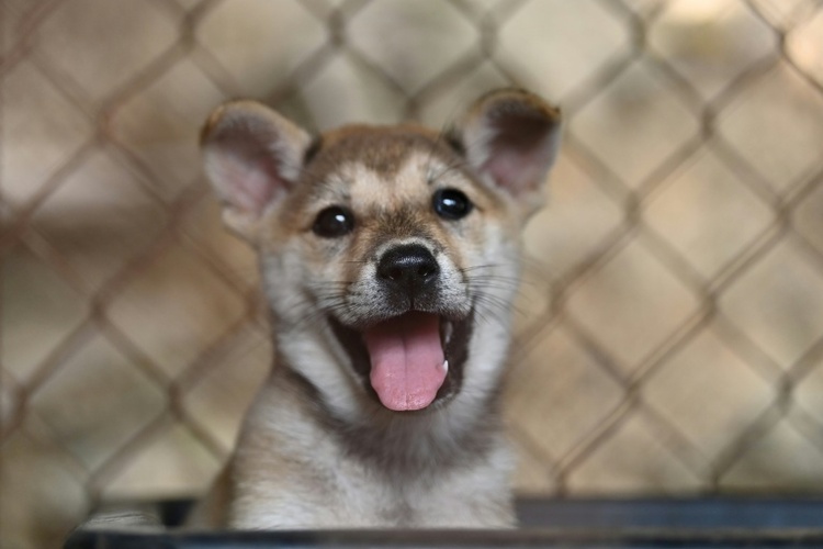 Tierschützer: Illegaler Heimtierhandel nimmt zu - Hunde am häufigsten gehandelt