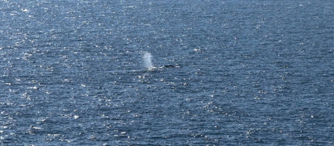 ''Nicht genug Kraft'': In Nordsee gebrachter Wal laut Experten wahrscheinlich tot