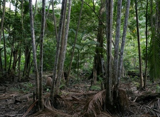 Studie: Abholzung macht Amazonas deutlich anfälliger für Klimaschäden als gedacht