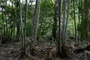 Studie: Abholzung macht Amazonas deutlich anfälliger für Klimaschäden als gedacht