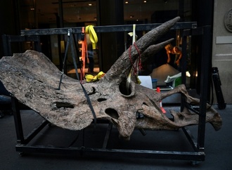 Dinosaurierschädel in Millionenwert: Spezialabfertigung bei Zoll in Bayern