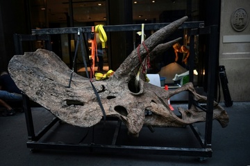 Dinosaurierschädel in Millionenwert: Spezialabfertigung bei Zoll in Bayern