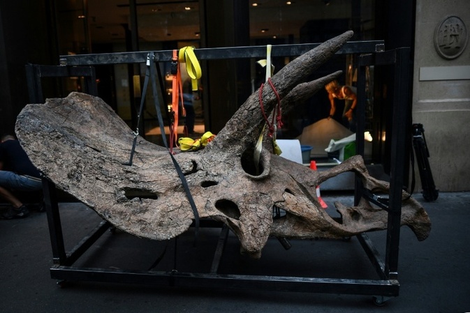 Dinosaurierschädel in Millionenwert: Spezialabfertigung bei Zoll in Bayern