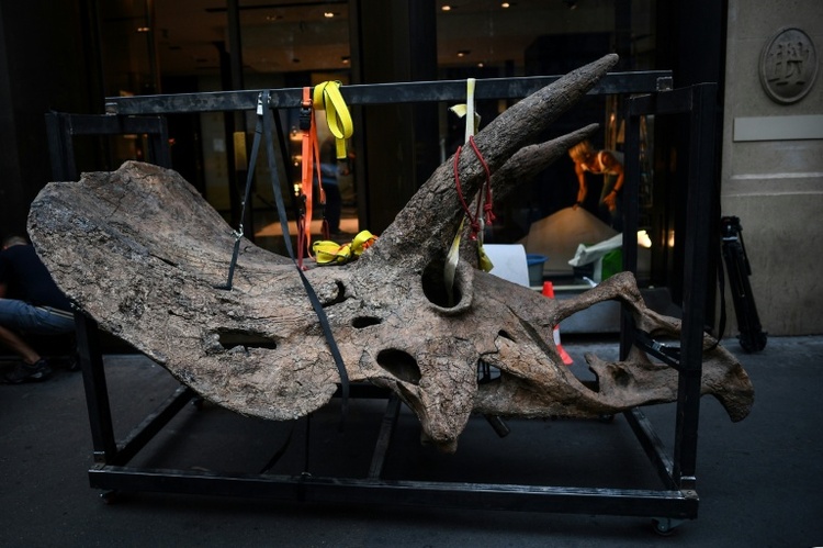 Dinosaurierschädel in Millionenwert: Spezialabfertigung bei Zoll in Bayern