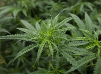 Hunderte Cannabispflanzen in Wohnhaus - Verdächtiger zapft Strom illegal ab