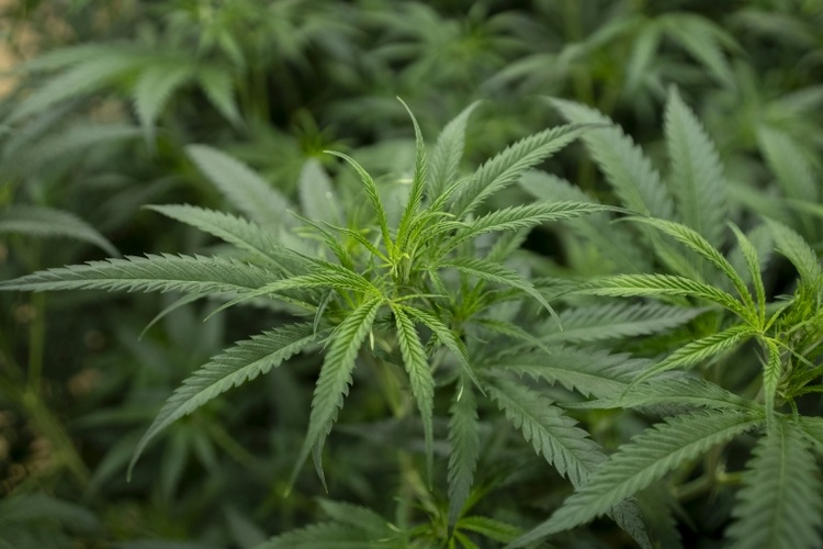 Hunderte Cannabispflanzen in Wohnhaus - Verdächtiger zapft Strom illegal ab