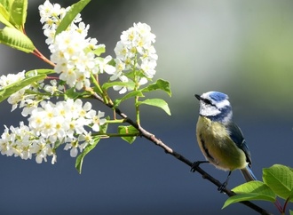 Amsel, Fink und Co.: Ab Freitag wieder Gartenvögel zählen