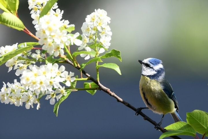 Amsel, Fink und Co.: Ab Freitag wieder Gartenvögel zählen