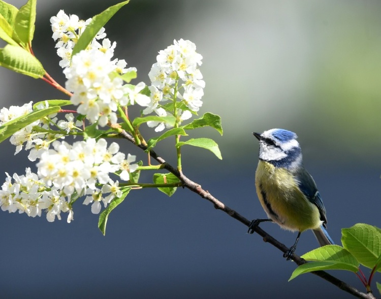 Amsel, Fink und Co.: Ab Freitag wieder Gartenvögel zählen