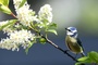 Amsel, Fink und Co.: Ab Freitag wieder Gartenvögel zählen