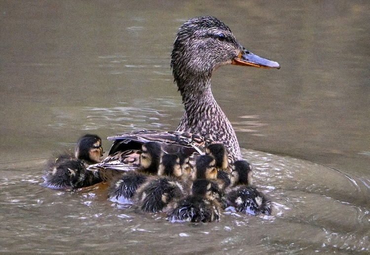 Entenküken aus Regenwasserrohr in Dresden gerettet