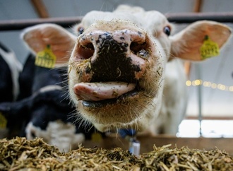 Zwei Wochen von Kälbchen getrennt: Vermisste Kuh in Hessen an Muttertag zurück