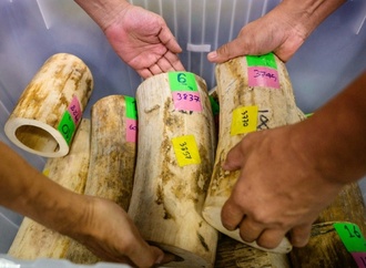 Thailändische Polizei beschlagnahmt 250 Kilogramm geschmuggeltes Elfenbein