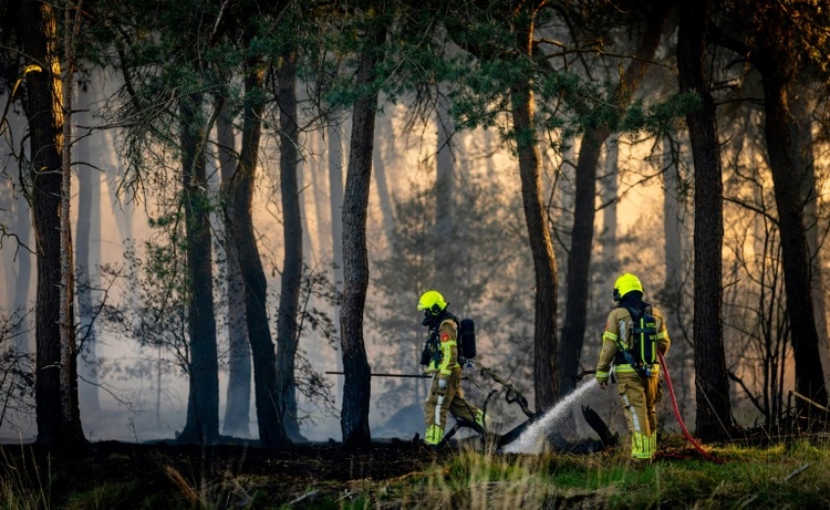 Klimawandel und El Niño: Forscher warnen vor extremen Waldbränden