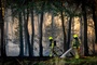 Klimawandel und El Niño: Forscher warnen vor extremen Waldbränden