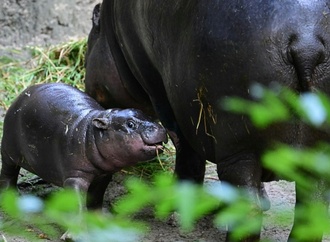 Erneut Zwergflusspferd in Berliner Zoo geboren