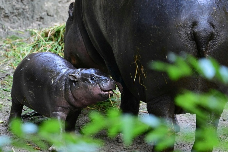 Erneut Zwergflusspferd in Berliner Zoo geboren