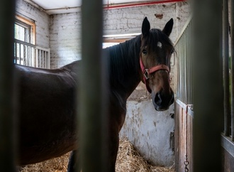 Nordrhein-Westfalen: Eingeklemmtes Pferd mit aufwändiger Rettungsaktion befreit