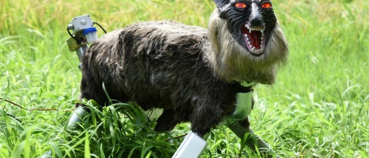 Roboter im Wolfspelz sind in Japan zur Abschreckung von Bären gefragt