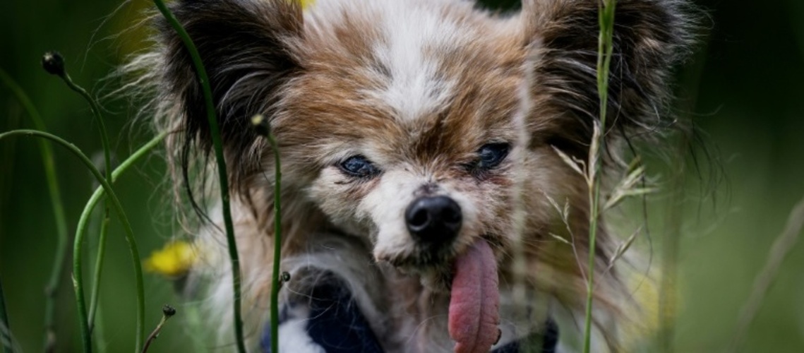 Womöglich ältester Hund der Welt im Alter von 30 Jahren in Frankreich gestorben