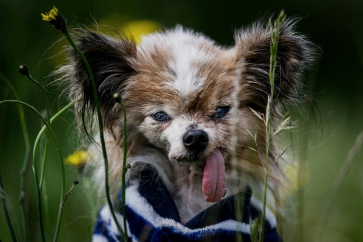 Womöglich ältester Hund der Welt im Alter von 30 Jahren in Frankreich gestorben