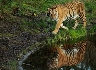 Tödliche Schüsse auf entlaufenen Tiger: Ermittlungen zu Ausbruch in Schkeuditz