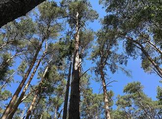 Waldzustand in Deutschland bleibt kritisch