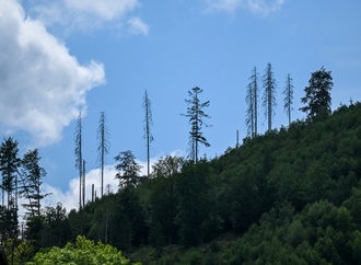 Zustand deutscher Wälder unverändert schlecht - Umweltverbände kritisieren Rainer
