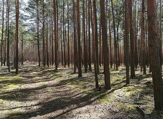 Waldzustand hat sich stabilisiert