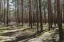 Waldzustand hat sich stabilisiert