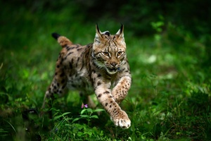 Frau erschlägt geschützten Luchs nach Hühnerangriff: Bewährungsstrafe