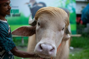 Albino-Büffel ''Donald Trump'' sorgt für Aufsehen in Bangladesch