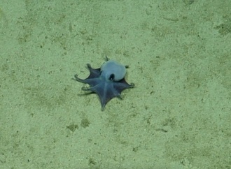 Klein, blau und dicke Ärmchen: Neue Oktopus-Art vor Galápagos-Inseln entdeckt