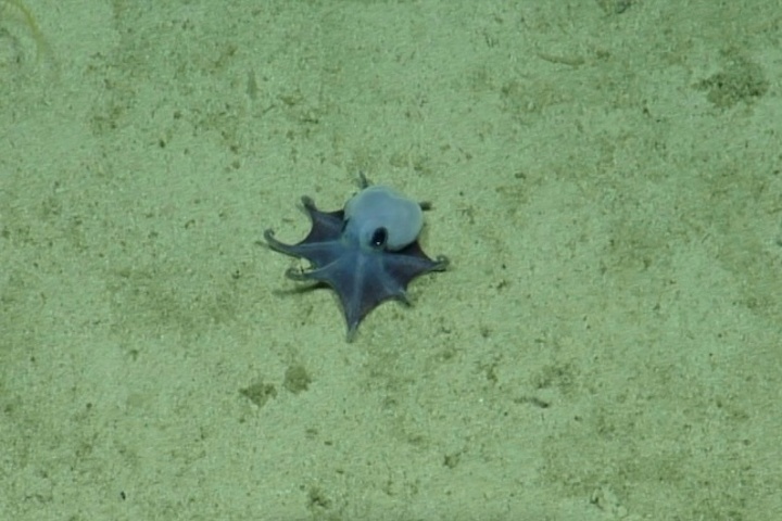 Klein, blau und dicke Ärmchen: Neue Oktopus-Art vor Galápagos-Inseln entdeckt