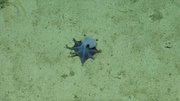 Klein, blau und dicke Ärmchen: Neue Oktopus-Art vor Galápagos-Inseln entdeckt