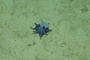 Klein, blau und dicke Ärmchen: Neue Oktopus-Art vor Galápagos-Inseln entdeckt